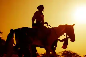 Indien Pferdsafari
