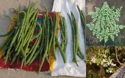 Shahjan - Moringa oleifera - Sahejan Gemüse - Superfood aus Indien